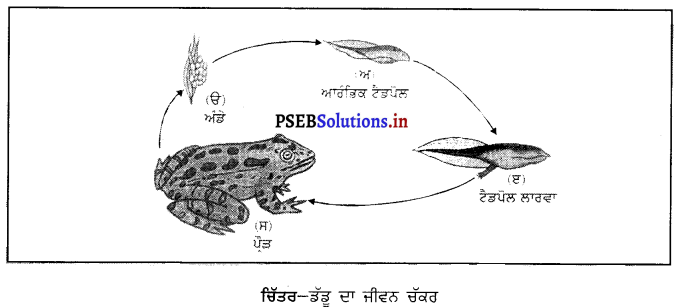 PSEB 8th Class Science Solutions Chapter 9 ਜੰਤੂਆਂ ਵਿੱਚ ਪ੍ਰਜਣਨ 4