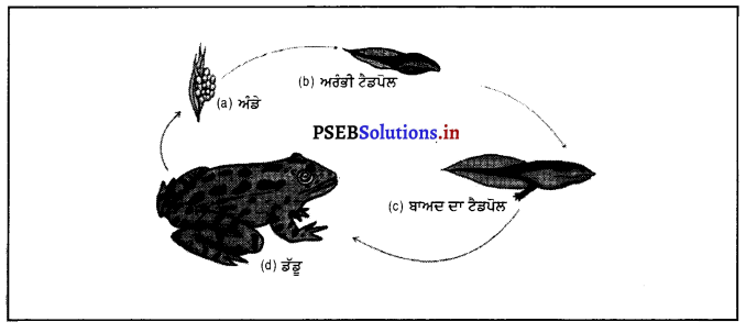 PSEB 8th Class Science Solutions Chapter 9 ਜੰਤੂਆਂ ਵਿੱਚ ਪ੍ਰਜਣਨ 8