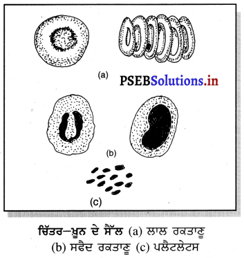 PSEB 9th Class Science Important Questions Chapter 6 ਟਿਸ਼ੂ 10