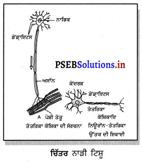 PSEB 9th Class Science Important Questions Chapter 6 ਟਿਸ਼ੂ 12