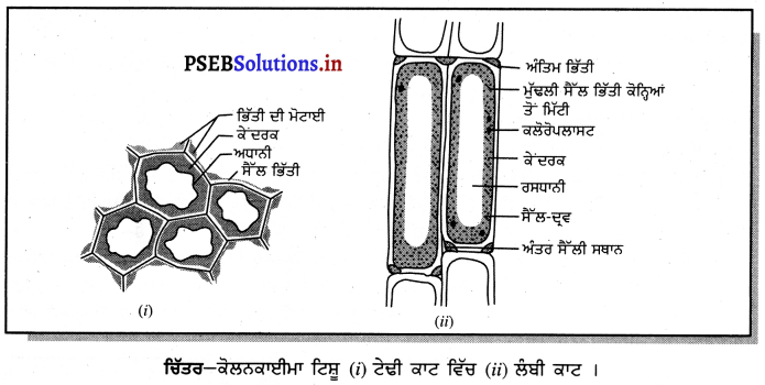 PSEB 9th Class Science Important Questions Chapter 6 ਟਿਸ਼ੂ 3