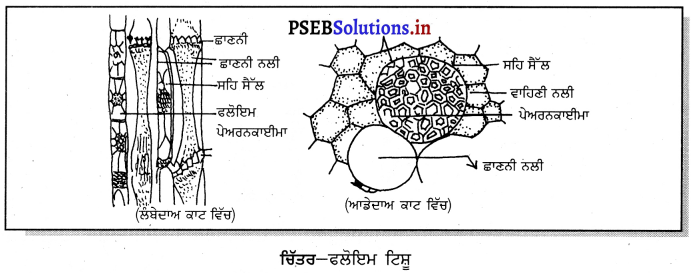 PSEB 9th Class Science Important Questions Chapter 6 ਟਿਸ਼ੂ 6