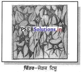 PSEB 9th Class Science Important Questions Chapter 6 ਟਿਸ਼ੂ 7