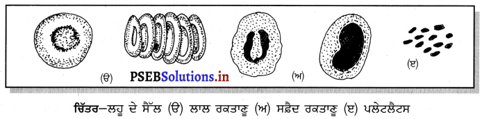 PSEB 9th Class Science Important Questions Chapter 6 ਟਿਸ਼ੂ 8