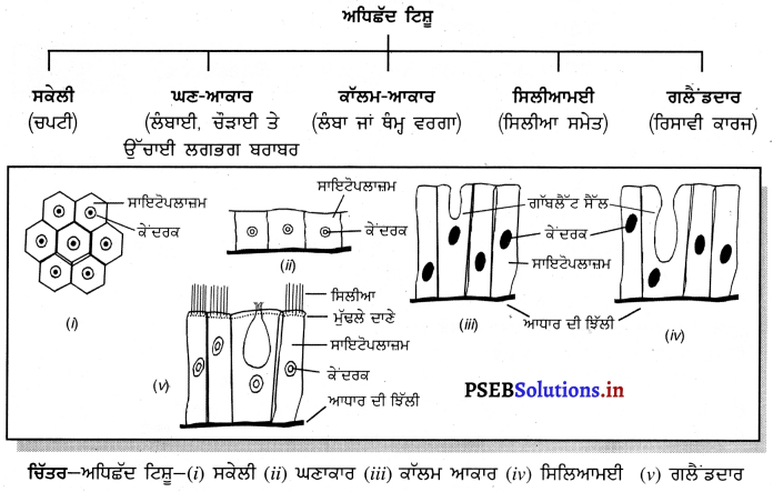 PSEB 9th Class Science Important Questions Chapter 6 ਟਿਸ਼ੂ 9