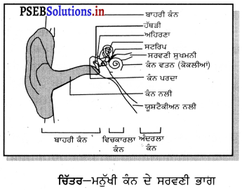 PSEB 9th Class Science Solutions Chapter 12 ਧੁਨੀ 12