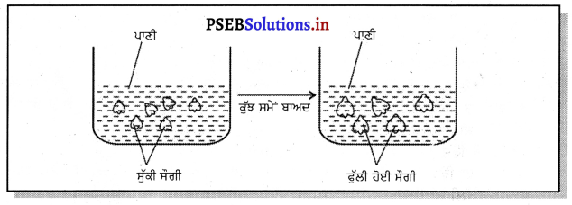 PSEB 9th Class Science Solutions Chapter 5 ਜੀਵਨ ਦੀ ਮੁੱਢਲੀ ਇਕਾਈ 6