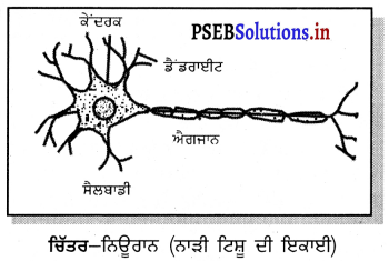 PSEB 9th Class Science Solutions Chapter 6 ਟਿਸ਼ੂ 3