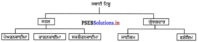 PSEB 9th Class Science Solutions Chapter 6 ਟਿਸ਼ੂ 5