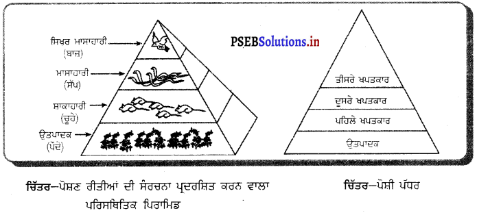PSEB 10th Class Science Important Questions Chapter 15 ਸਾਡਾ ਵਾਤਾਵਰਨ 3