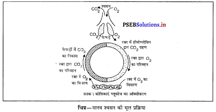 PSEB 10th Class Science Solutions Chapter 6 जैव प्रक्रम 11