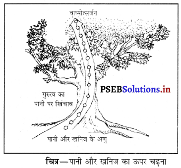 PSEB 10th Class Science Solutions Chapter 6 जैव प्रक्रम 12
