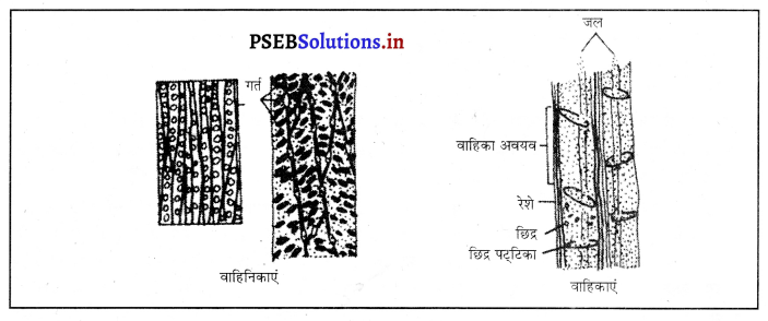 PSEB 10th Class Science Solutions Chapter 6 जैव प्रक्रम 13