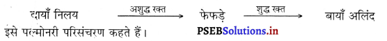 PSEB 10th Class Science Solutions Chapter 6 जैव प्रक्रम 3