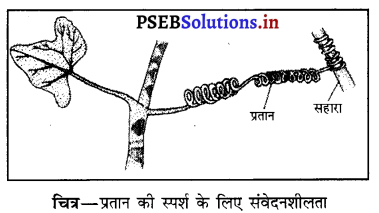 PSEB 10th Class Science Solutions Chapter 7 नियंत्रण एवं समन्वय 4