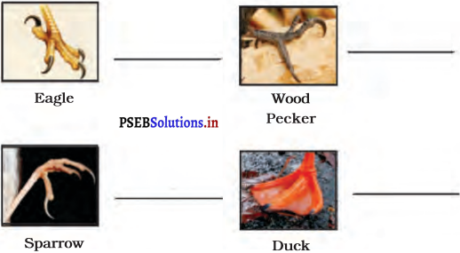 PSEB 4th Class EVS Solutions Chapter 12 Beaks and Teeth 3