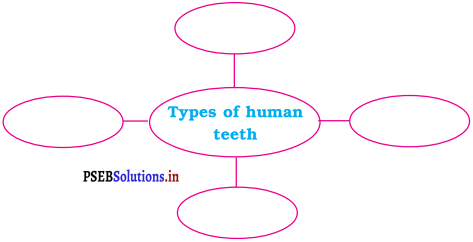 PSEB 4th Class EVS Solutions Chapter 12 Beaks and Teeth 5