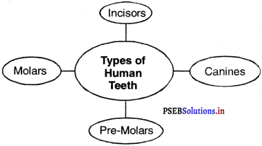 PSEB 4th Class EVS Solutions Chapter 12 Beaks and Teeth 7