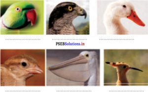 PSEB 4th Class EVS Solutions Chapter 12 ਚੁੰਝ ਅਤੇ ਦੰਦ 2