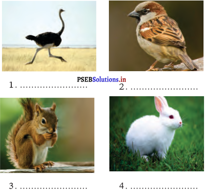 PSEB 4th Class EVS Solutions Chapter 6 Animals and Herds 1