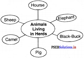 PSEB 4th Class EVS Solutions Chapter 6 Animals and Herds 3