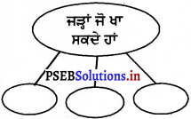 PSEB 4th Class EVS Solutions Chapter 7 ਪੌਦਿਆਂ ਦੀਆਂ ਜੜ੍ਹਾਂ 3
