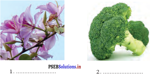 PSEB 4th Class EVS Solutions Chapter 8 Colourful Flowers 1
