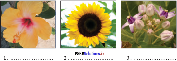 PSEB 4th Class EVS Solutions Chapter 8 Colourful Flowers 3