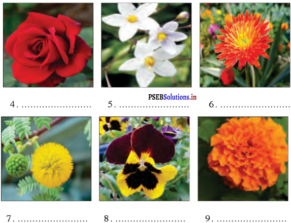 PSEB 4th Class EVS Solutions Chapter 8 Colourful Flowers 4