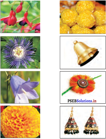 PSEB 4th Class EVS Solutions Chapter 8 Colourful Flowers 5