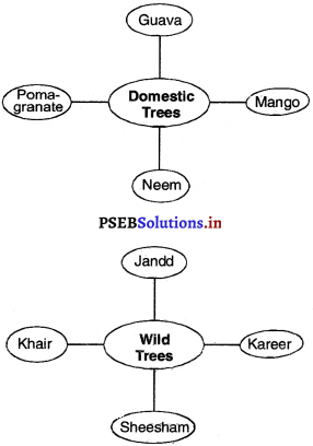 PSEB 4th Class EVS Solutions Chapter 9 Trees and Benefits 4