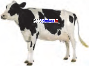 PSEB 4th Class English Solutions Chapter 2 The Farmer and the Bullock Cart 9