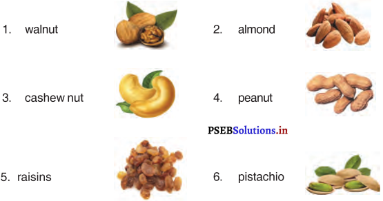 PSEB 4th Class English Solutions Chapter 5 Walnut and Watermelon 3