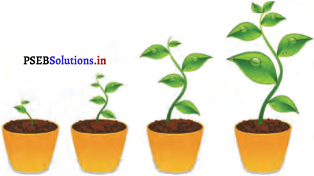 PSEB 4th Class English Solutions Chapter 7 Green Diwali, Safe Diwali 4