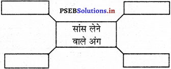 PSEB 5th Class EVS Solutions Chapter 19 पानी-आंतरिक संसार 1