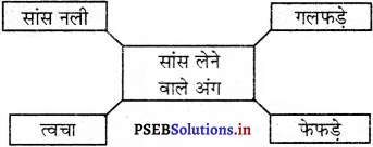 PSEB 5th Class EVS Solutions Chapter 19 पानी-आंतरिक संसार 3