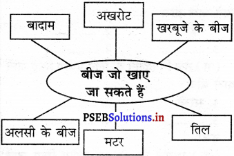 PSEB 5th Class EVS Solutions Chapter 8 बीज का सफर 3