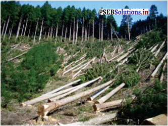 PSEB 5th Class EVS Solutions Chapter 9 जंगल और जीवन 1