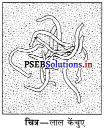 PSEB 6th Class Science Solutions Chapter 16 कचरा-संग्रहण एवं निपटान 3