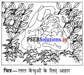 PSEB 6th Class Science Solutions Chapter 16 कचरा-संग्रहण एवं निपटान 4