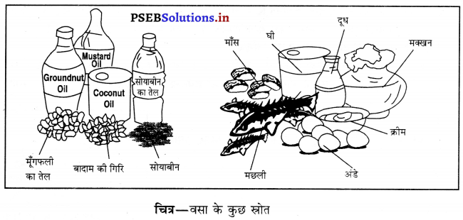 PSEB 6th Class Science Solutions Chapter 2 भोजन के तत्व 3