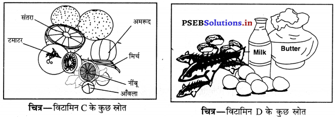 PSEB 6th Class Science Solutions Chapter 2 भोजन के तत्व 7