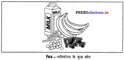 PSEB 6th Class Science Solutions Chapter 2 भोजन के तत्व 8