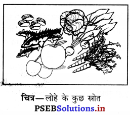 PSEB 6th Class Science Solutions Chapter 2 भोजन के तत्व 9