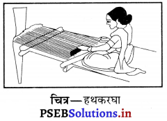 PSEB 6th Class Science Solutions Chapter 3 रेशों से वस्त्र तक 2