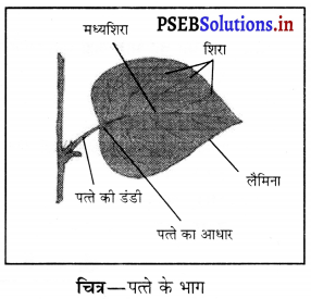 PSEB 6th Class Science Solutions Chapter 7 पौधों को जानिए 1