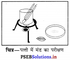 PSEB 6th Class Science Solutions Chapter 7 पौधों को जानिए 12