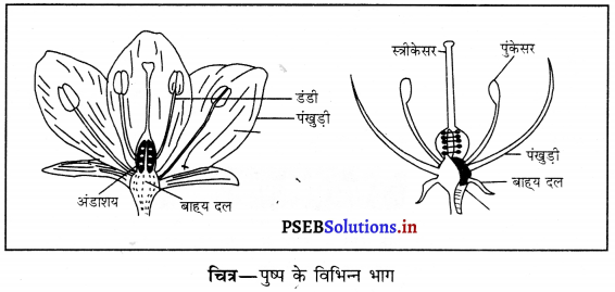 PSEB 6th Class Science Solutions Chapter 7 पौधों को जानिए 13