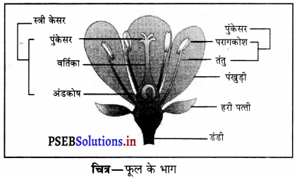 PSEB 6th Class Science Solutions Chapter 7 पौधों को जानिए 2