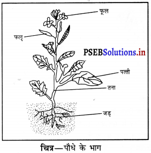 PSEB 6th Class Science Solutions Chapter 7 पौधों को जानिए 3